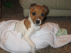 Puppy On Blanket Image